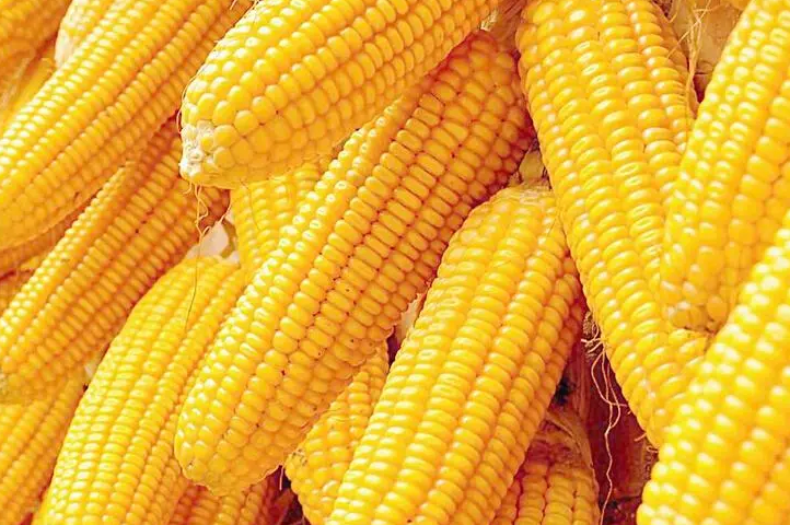 12月24日玉米价格下跌到2700元一吨