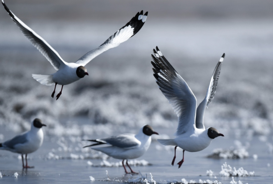 2022青海湖冬鸟数量增长3.5倍！
