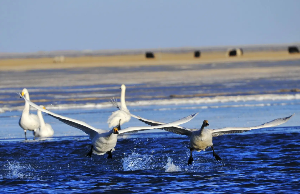 2022青海湖冬鸟数量增长3.5倍
