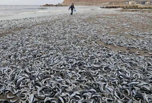近期日本海域出现大面积死鱼，不排除与核污染有关