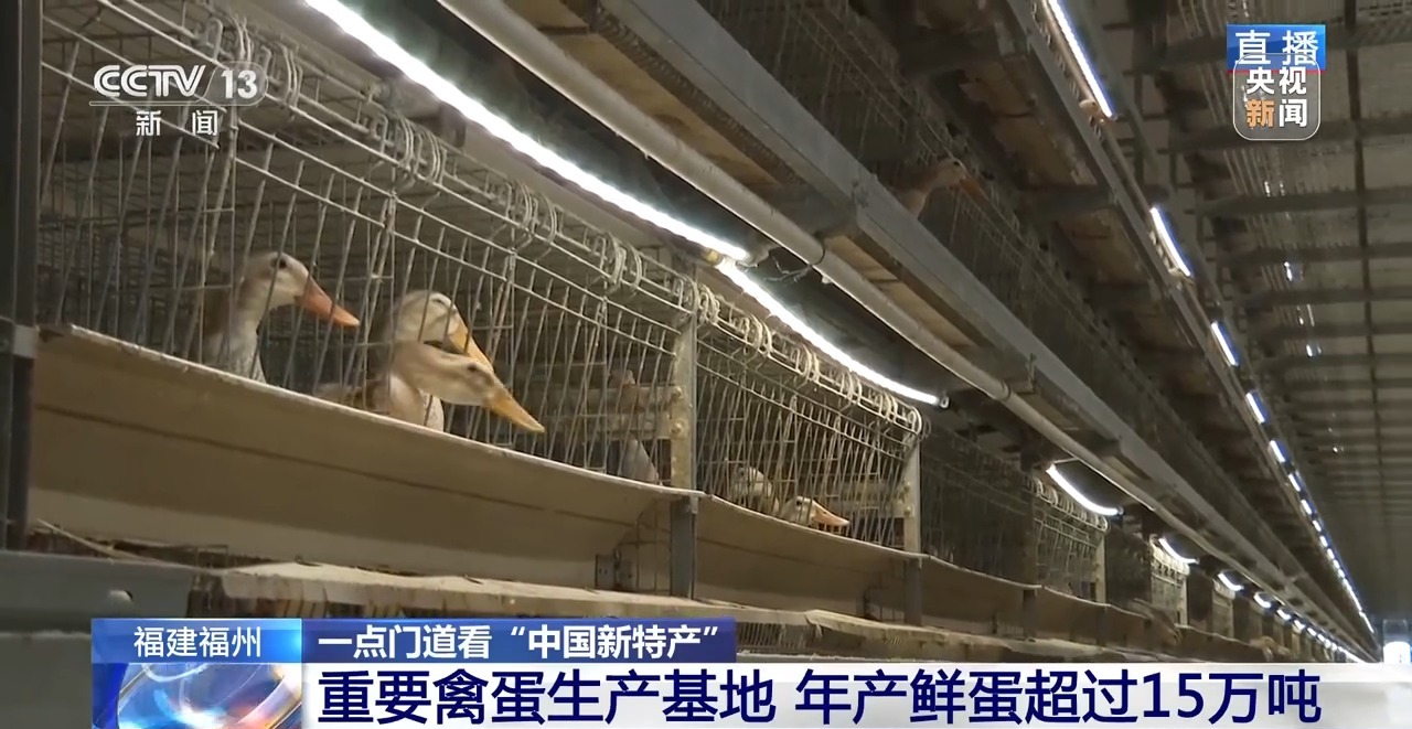 国外鸡蛋价格飞涨 我们的蛋价为何稳得住 第2张