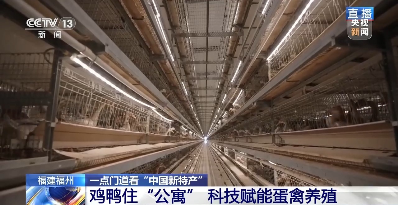 国外鸡蛋价格飞涨 我们的蛋价为何稳得住 第3张