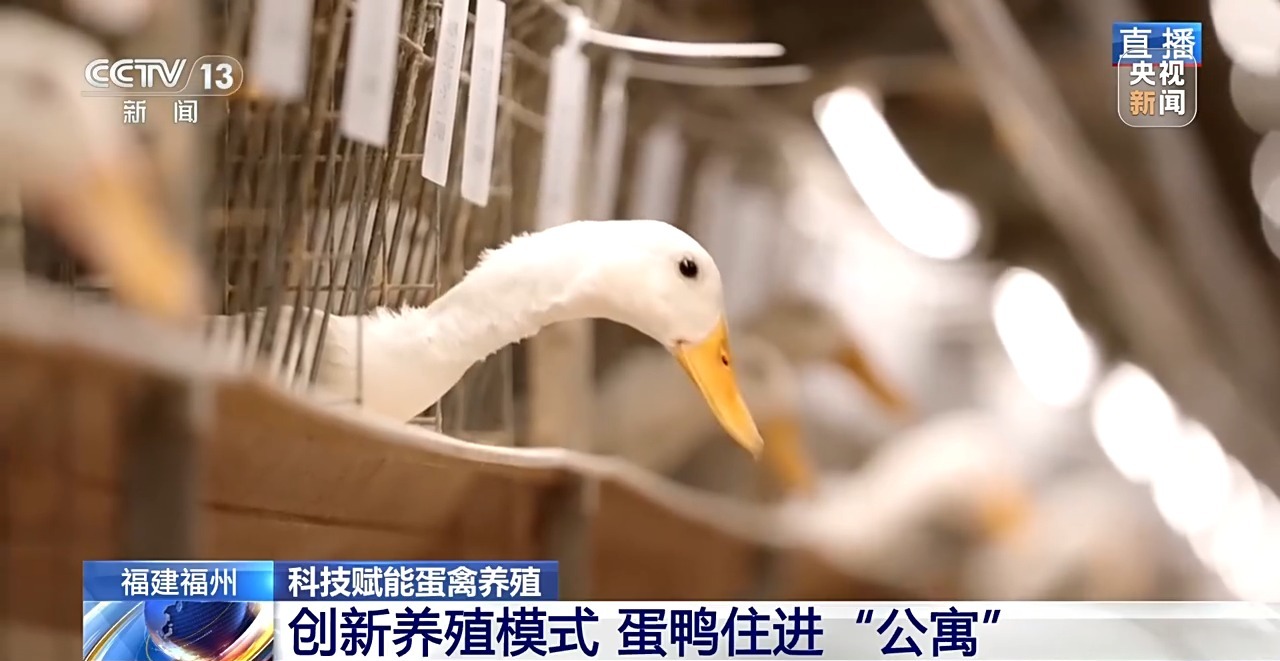 国外鸡蛋价格飞涨 我们的蛋价为何稳得住 第4张