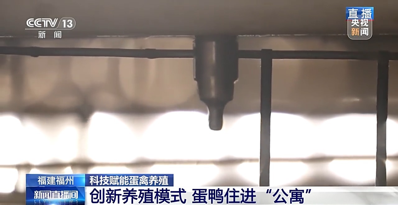 国外鸡蛋价格飞涨 我们的蛋价为何稳得住 第5张