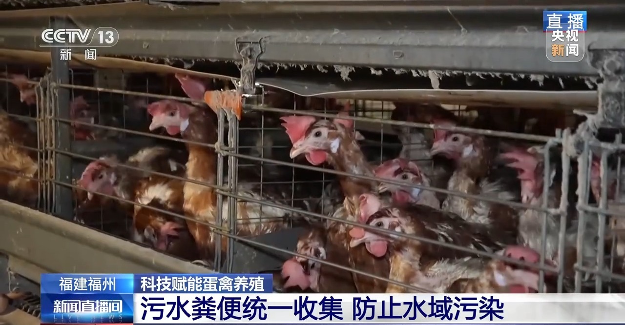 国外鸡蛋价格飞涨 我们的蛋价为何稳得住 第6张
