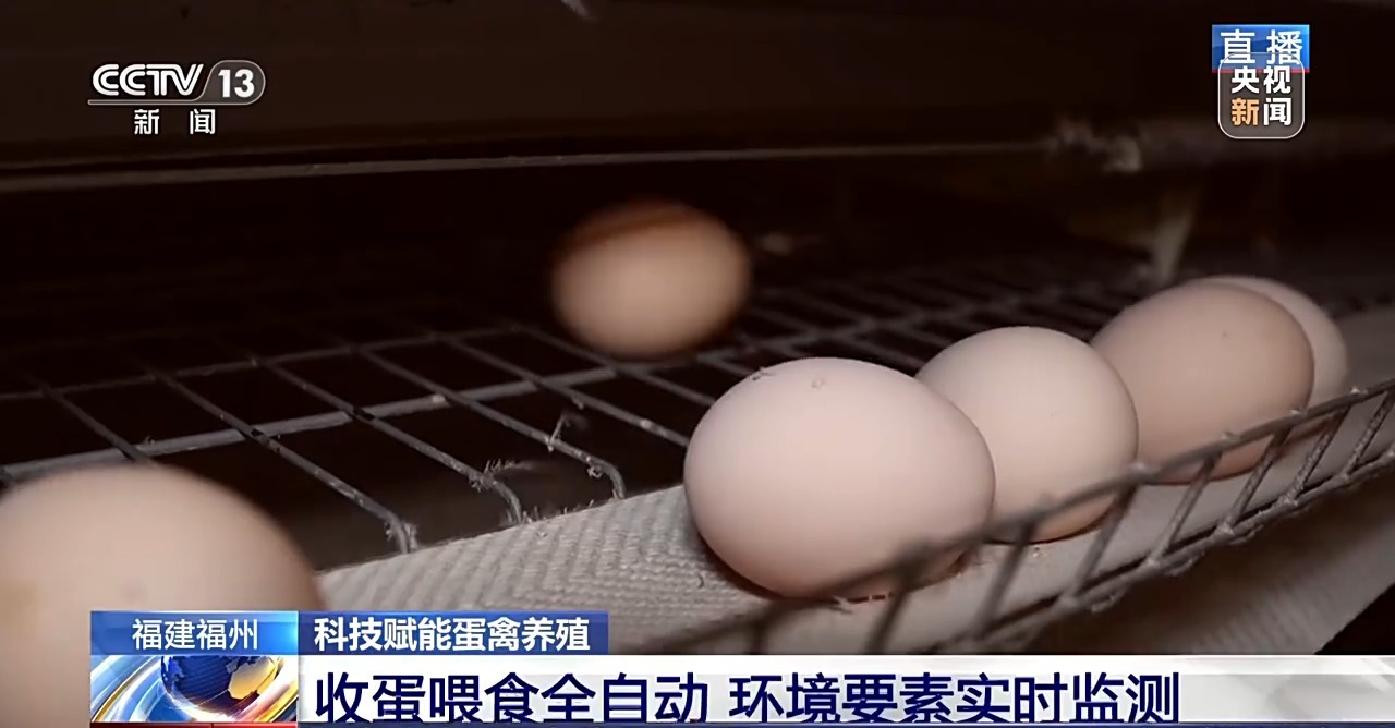 国外鸡蛋价格飞涨 我们的蛋价为何稳得住 第7张