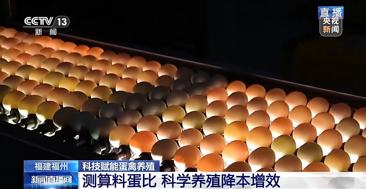 国外鸡蛋价格飞涨 我们的蛋价为何稳得住 第10张