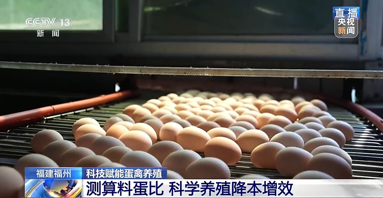 国外鸡蛋价格飞涨 我们的蛋价为何稳得住 第11张
