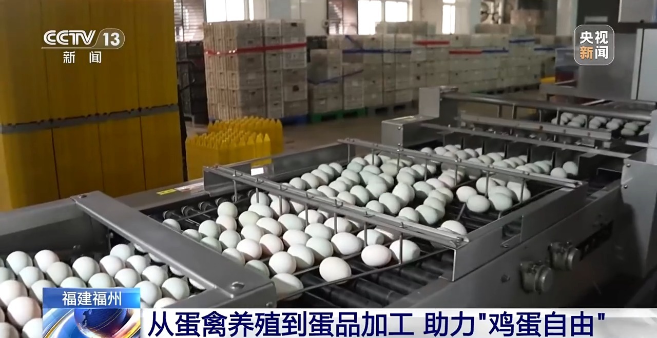 国外鸡蛋价格飞涨 我们的蛋价为何稳得住 第19张